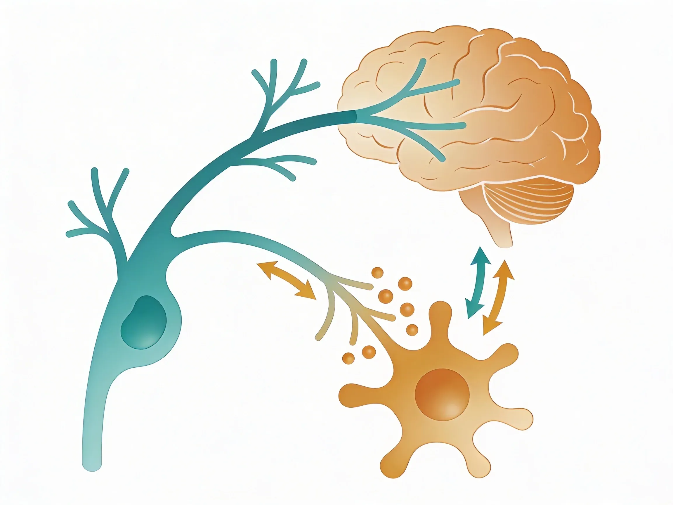 Hero image for How Your Vagus Nerve Acts as Your Body's Inflammation Controller