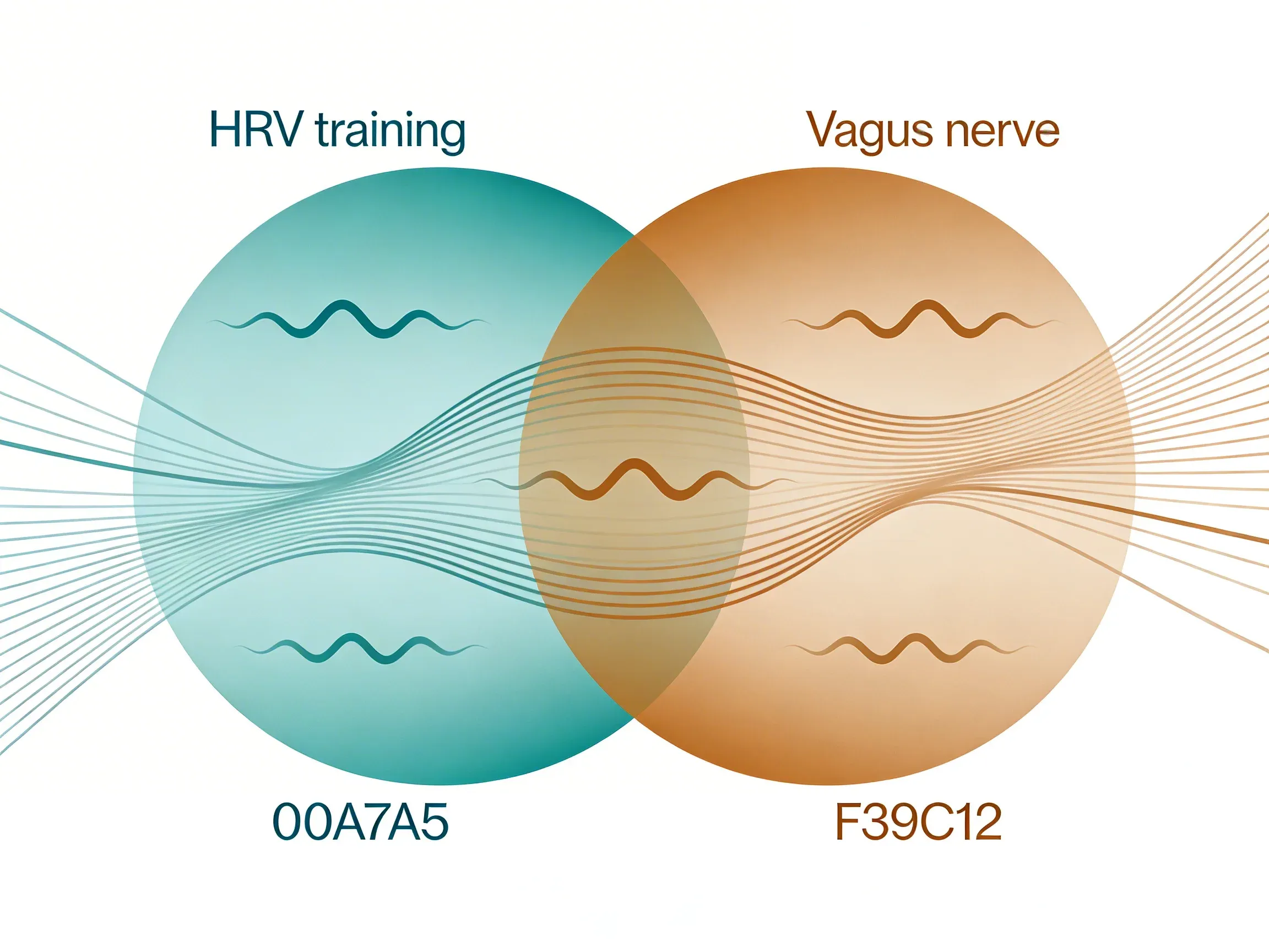 Hero image for How to Combine HRV Training with Vagus Nerve Stimulation