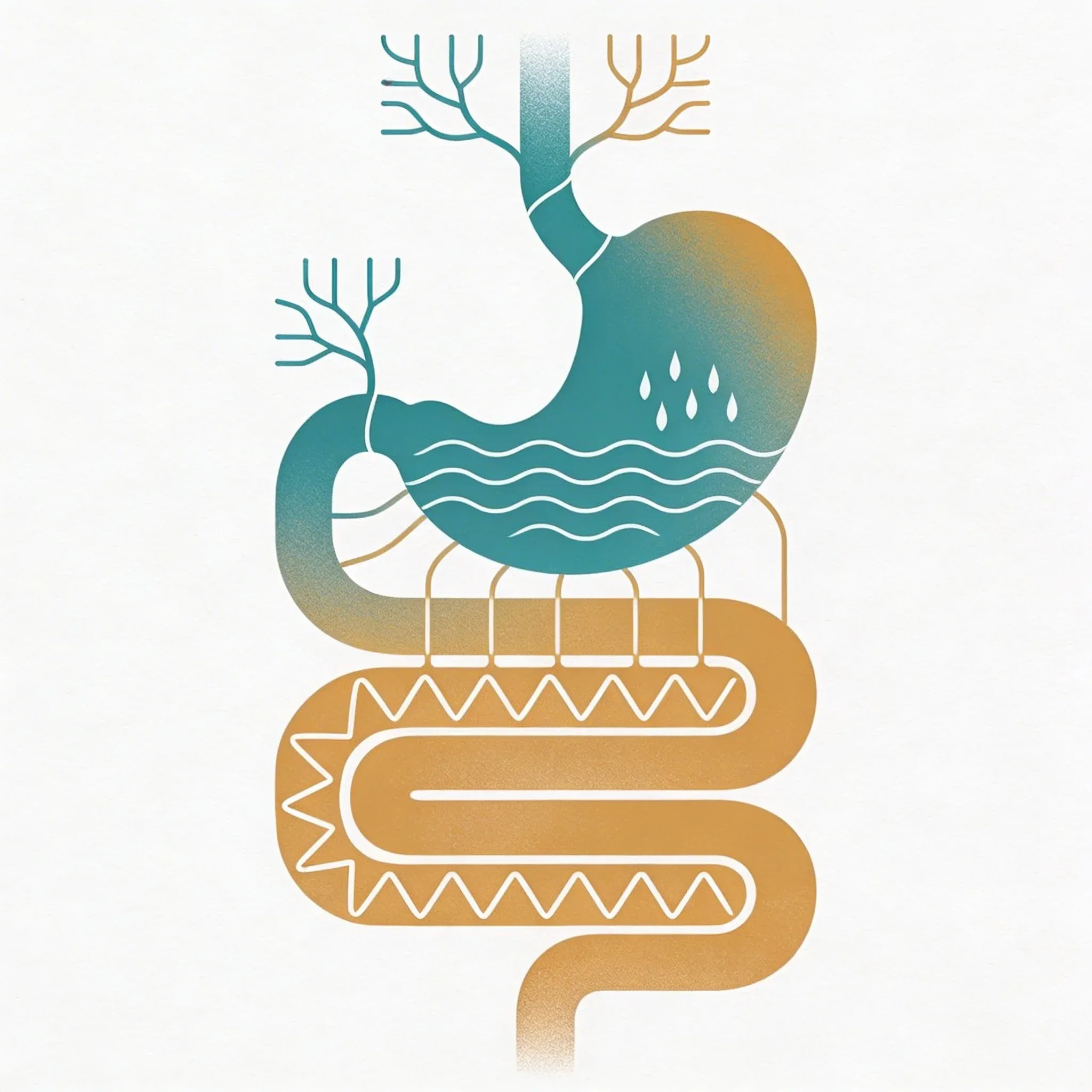 Hero image for How Your Vagus Nerve Controls Digestion (And Why It Matters)