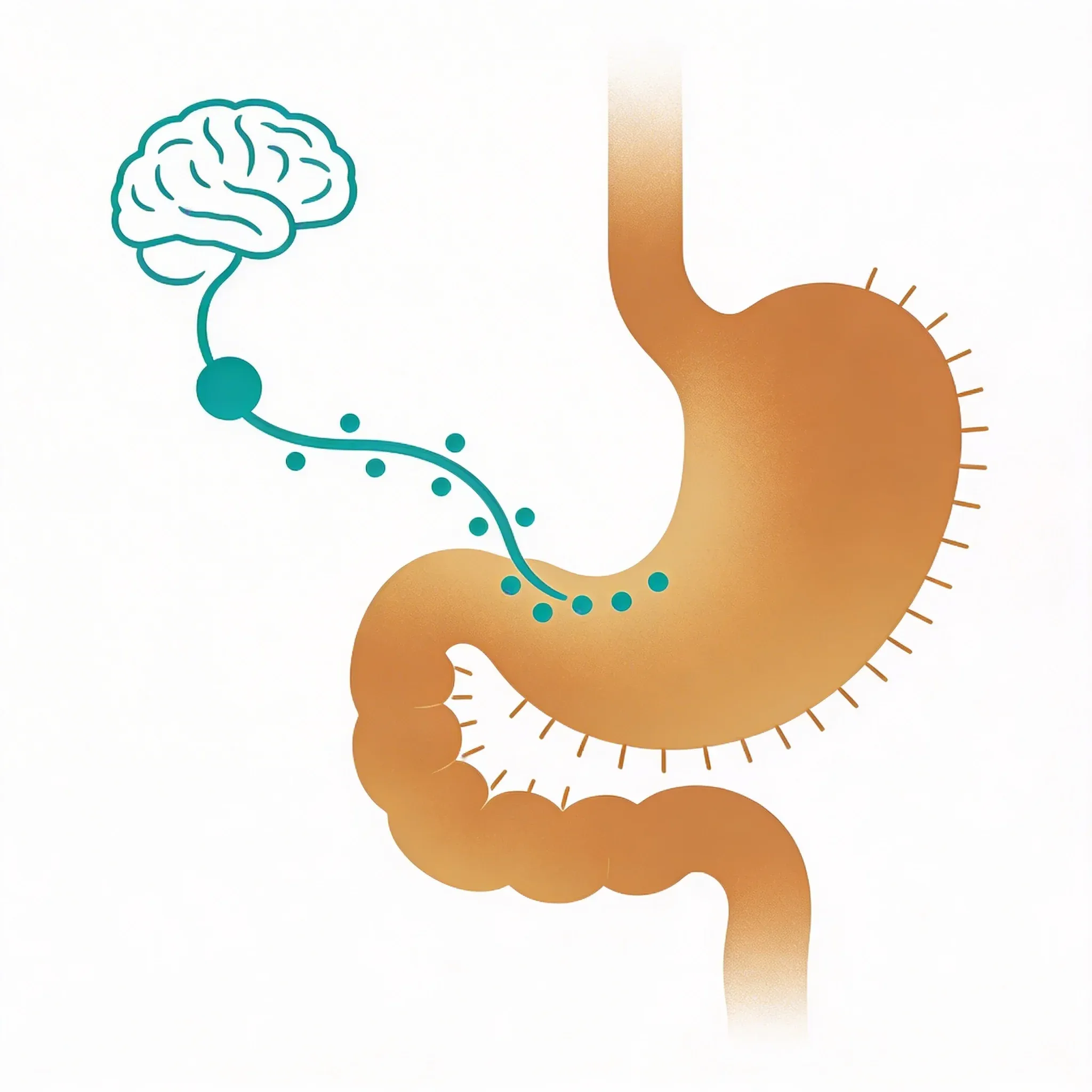 Hero image for How Your Vagus Nerve Fights Gut Inflammation (And Why It Matters)