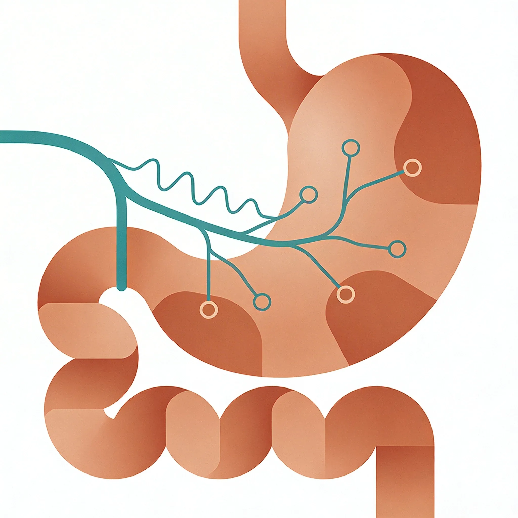 Hero image for Can VNS Improve Digestion? What Research Shows
